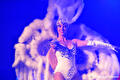 The Iconic Dinnershow